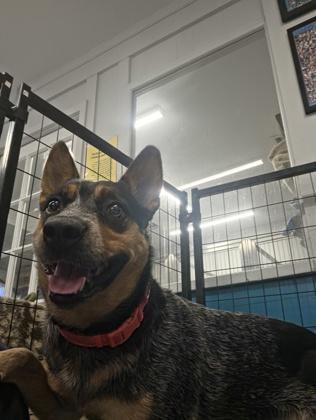 Enlarge Tifa, a Adoptable Australian Cattle Dog / Blue Heeler in Plano, TX image 4/6