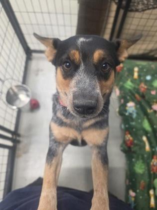 Enlarge Tifa, a Adoptable Australian Cattle Dog / Blue Heeler in Plano, TX image 6/6