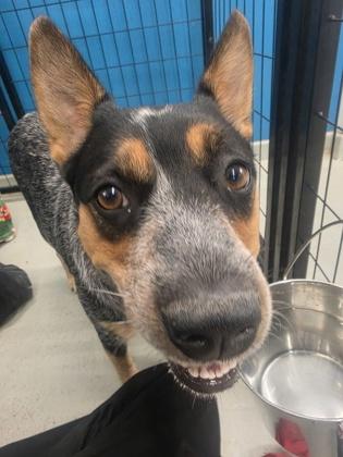 Tifa, Adoptable, Adult Female Australian Cattle Dog / Blue Heeler.