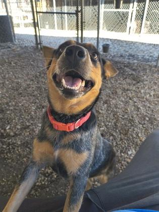 Enlarge Tifa, a Adoptable Australian Cattle Dog / Blue Heeler in Plano, TX image 2/6