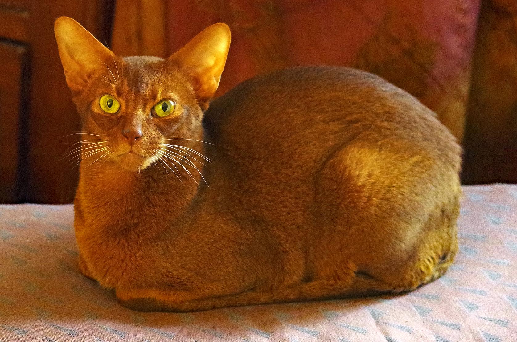 Roo, a ADOPTABLE Abyssinian in Silver Spring, MD image 2/2