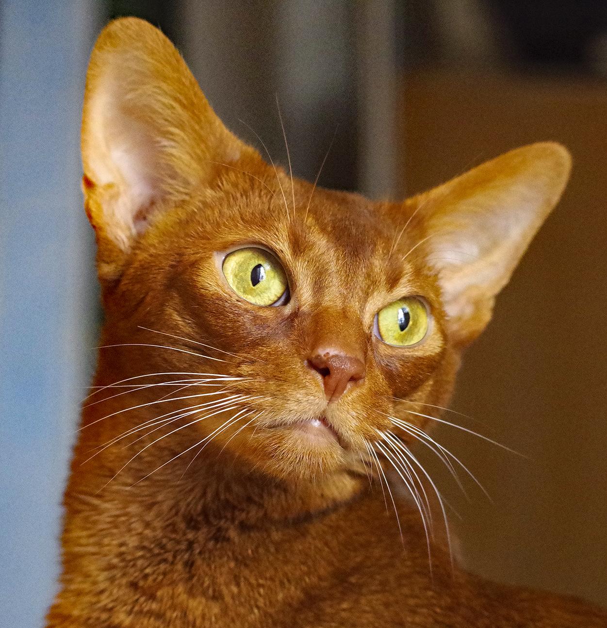 Roo, a ADOPTABLE Abyssinian in Silver Spring, MD image 1/2