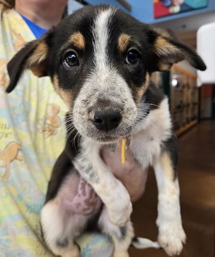 Carl, Adoptable, Puppy Male Mixed Breed.