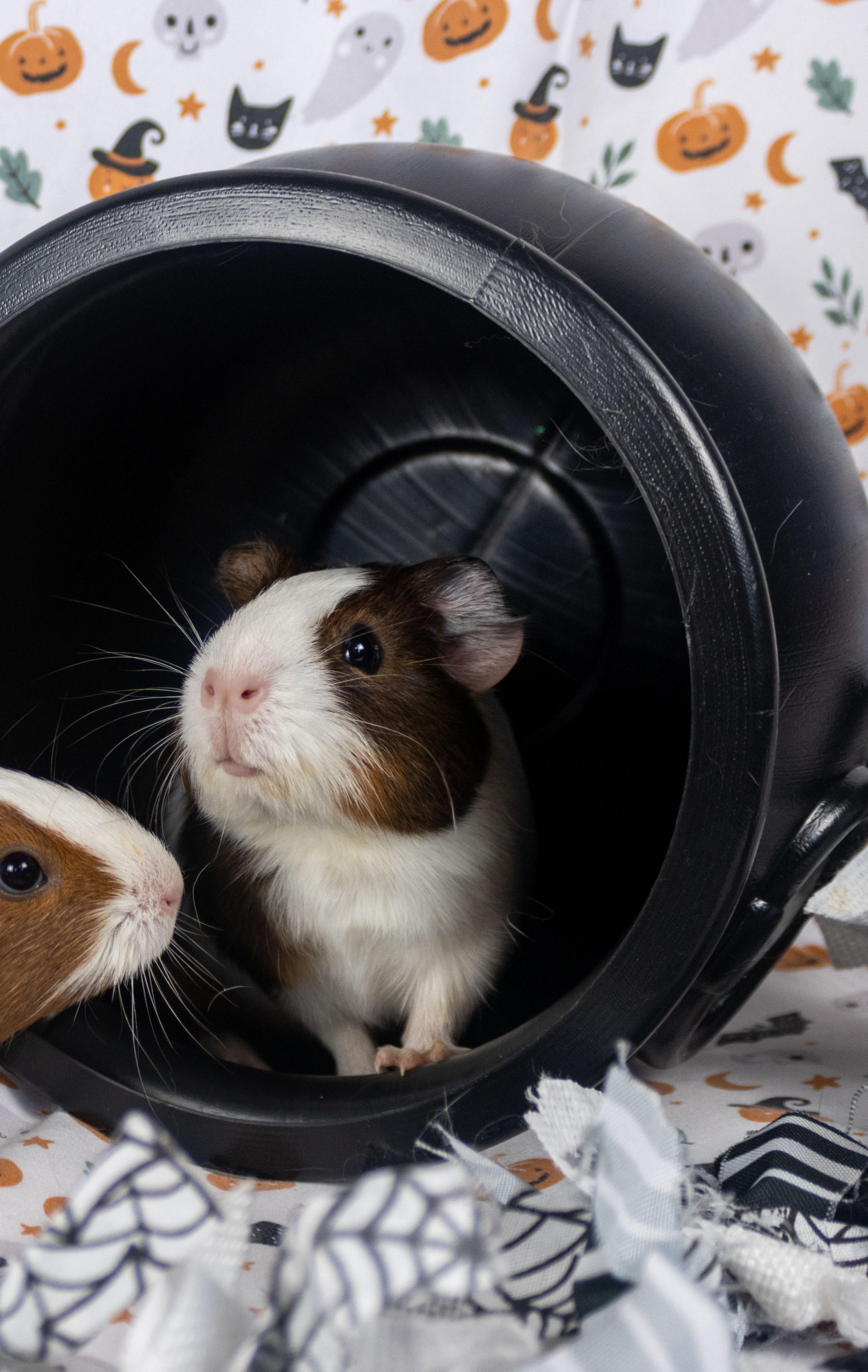 Wednesday, a Adoptable Guinea Pig in Ellington, CT image 1/6
