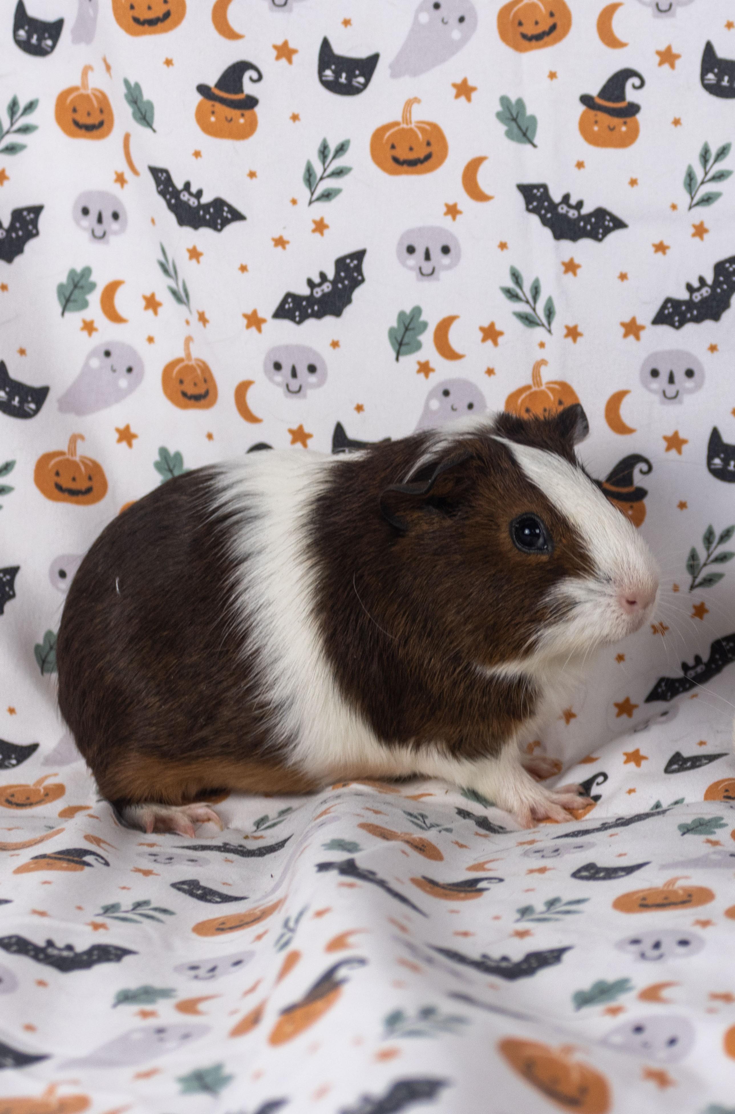 Wednesday, a Adoptable Guinea Pig in Ellington, CT image 2/6