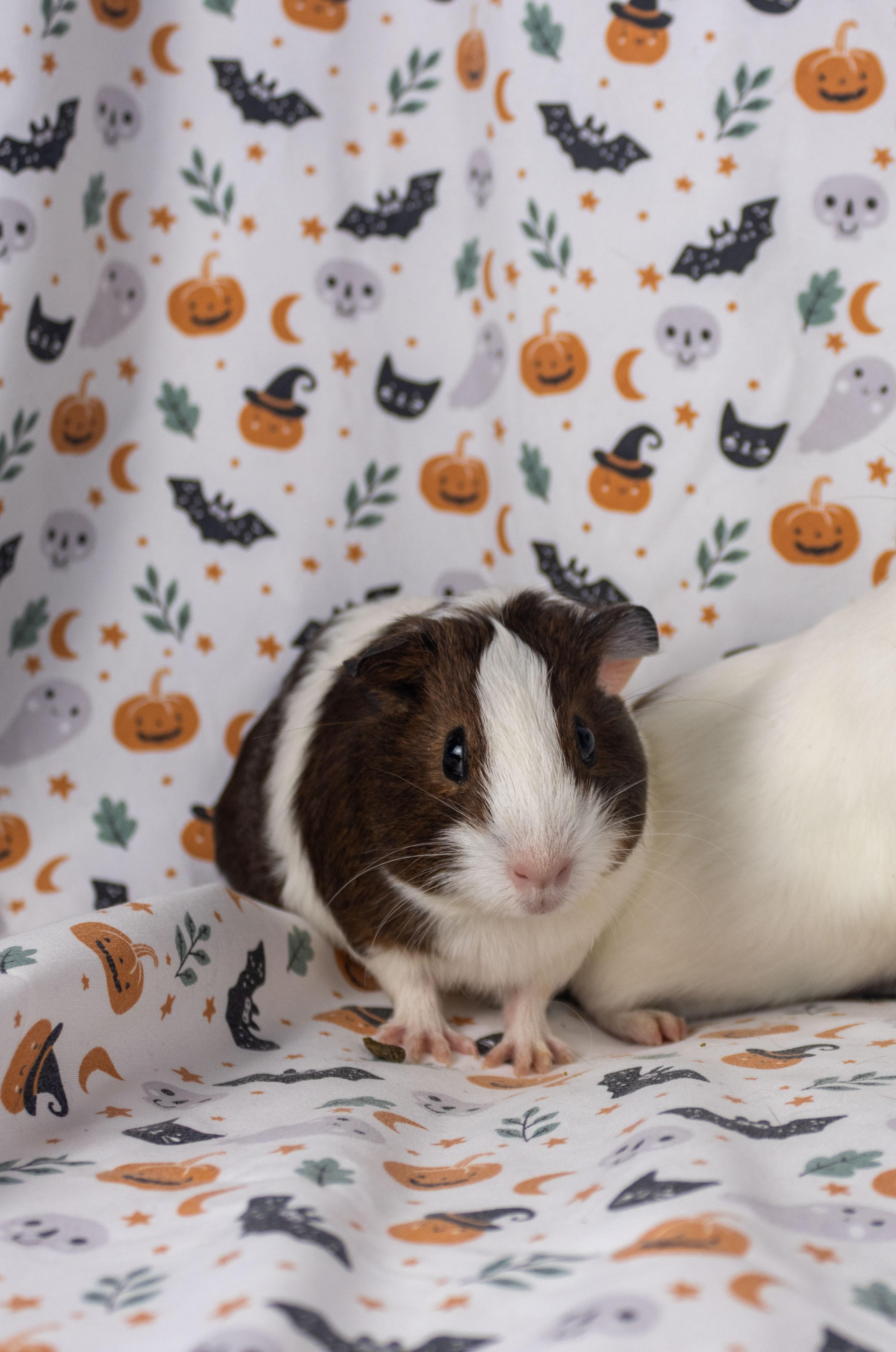 Wednesday, a Adoptable Guinea Pig in Ellington, CT image 3/6