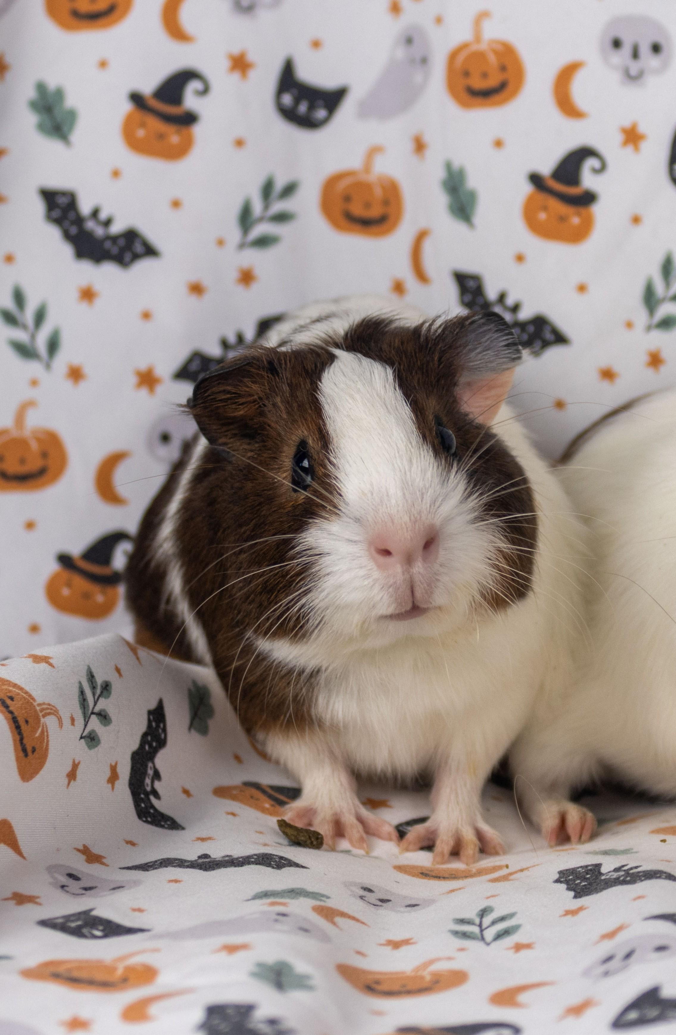 Wednesday, a Adoptable Guinea Pig in Ellington, CT image 4/6