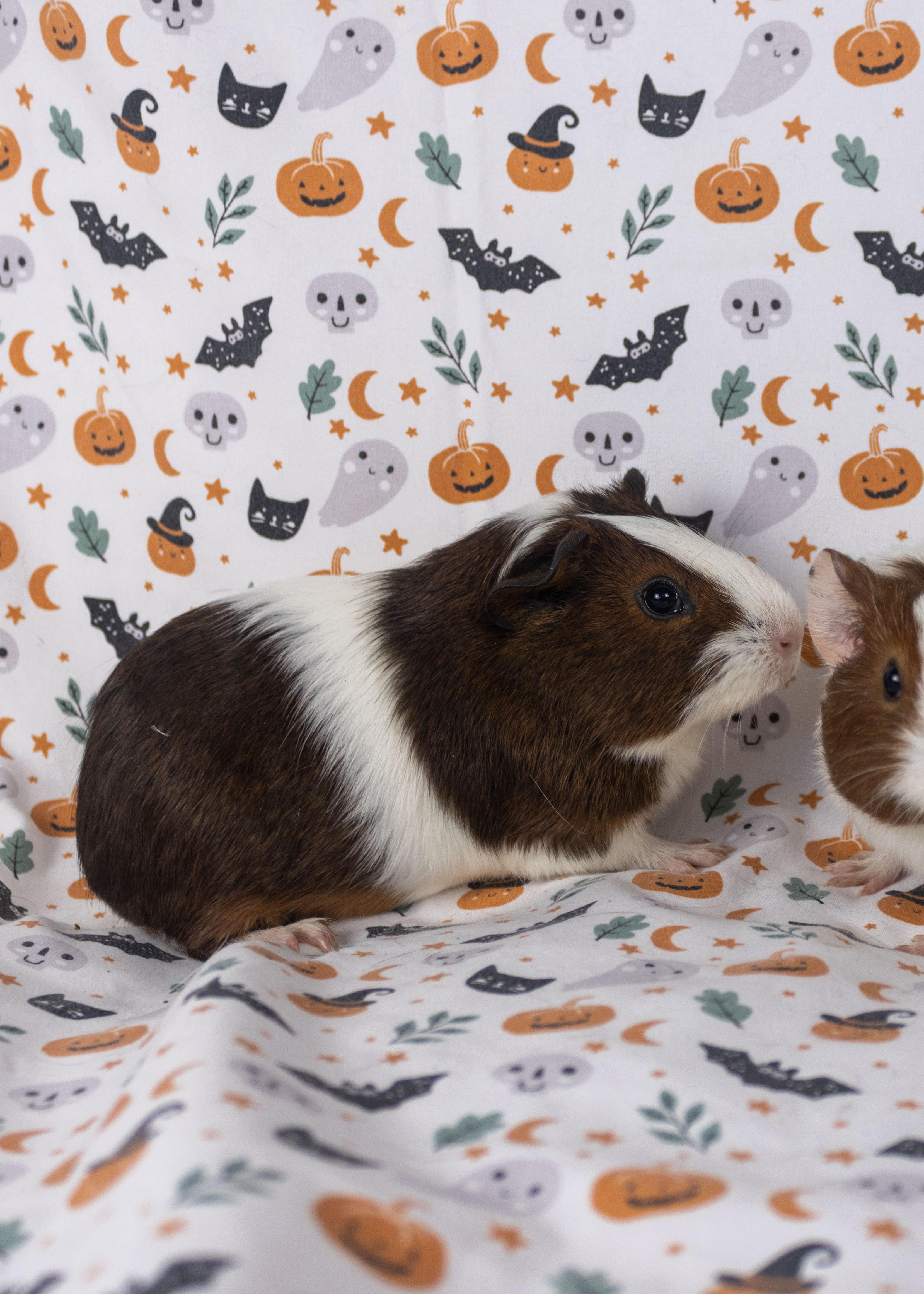 Wednesday, a Adoptable Guinea Pig in Ellington, CT image 5/6