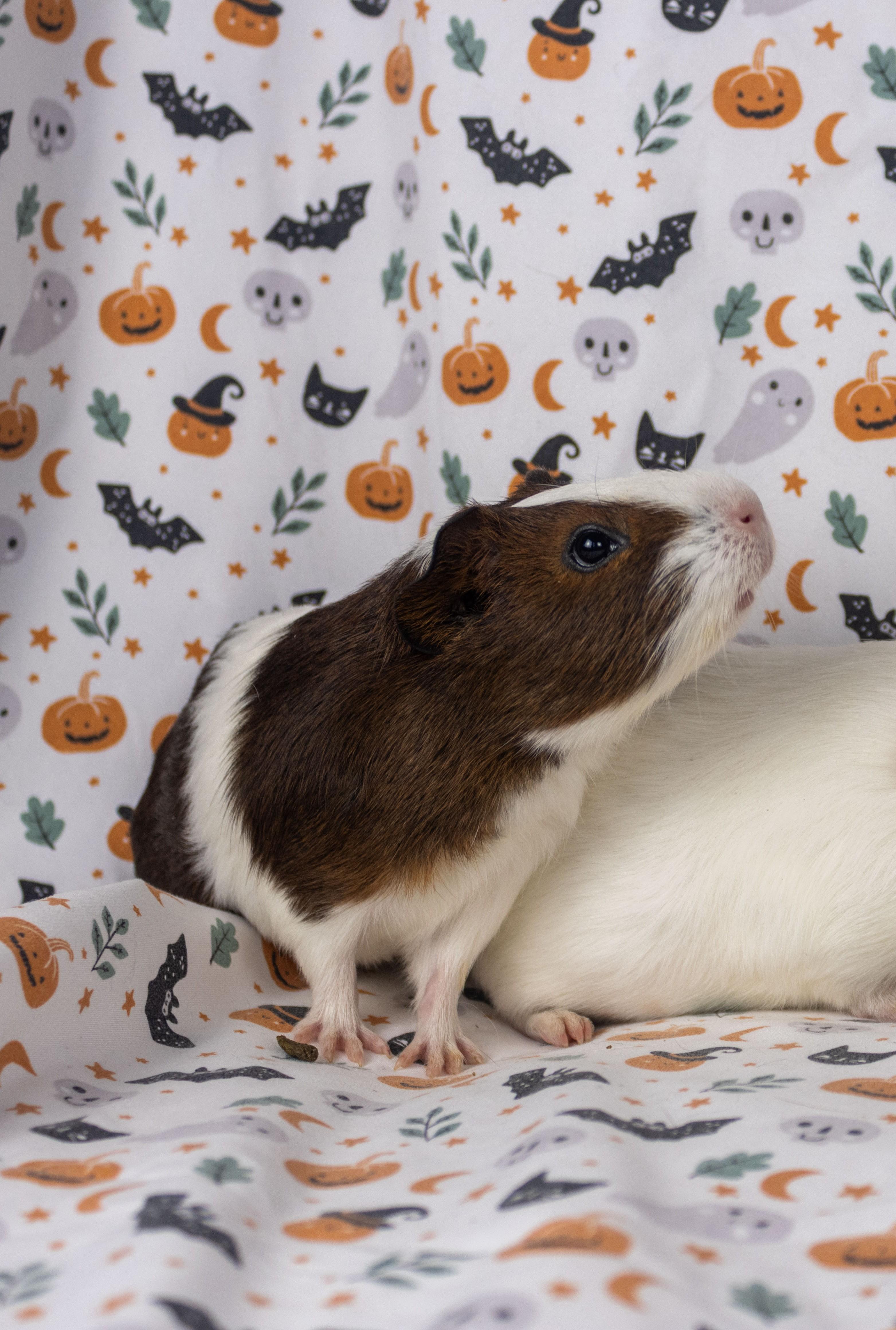Wednesday, a Adoptable Guinea Pig in Ellington, CT image 6/6