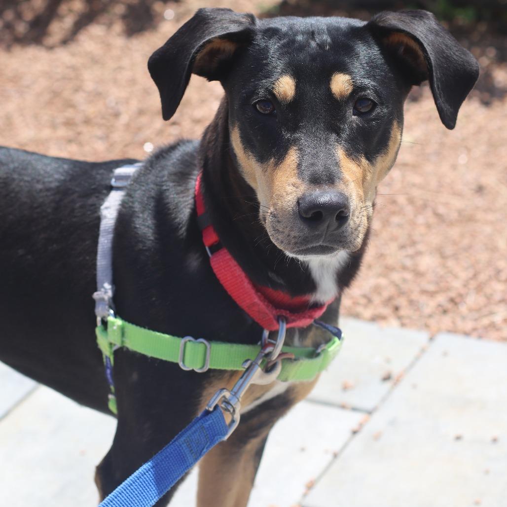 Vixen, Adoptable, Young Female Mixed Breed.