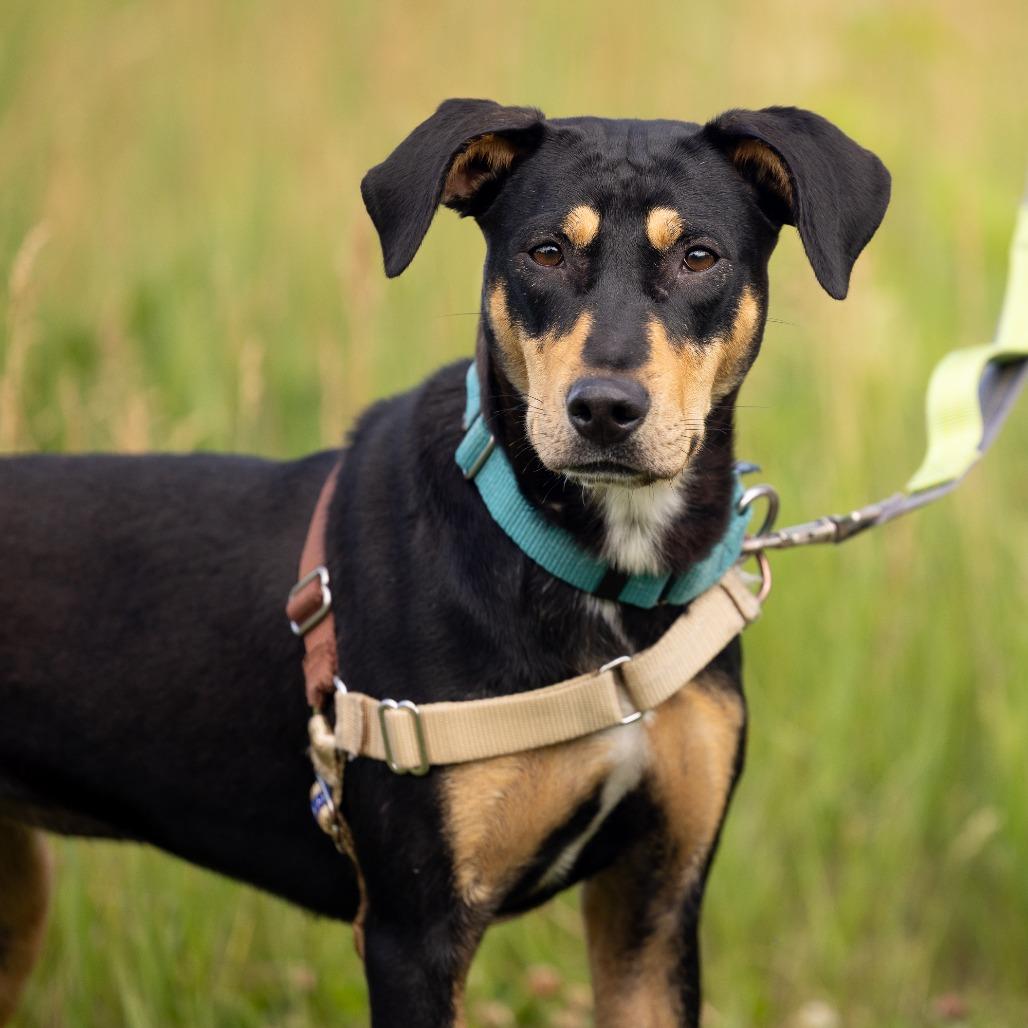Enlarge Vixen, a Adoptable Mixed Breed in Waukesha, WI image 2/5