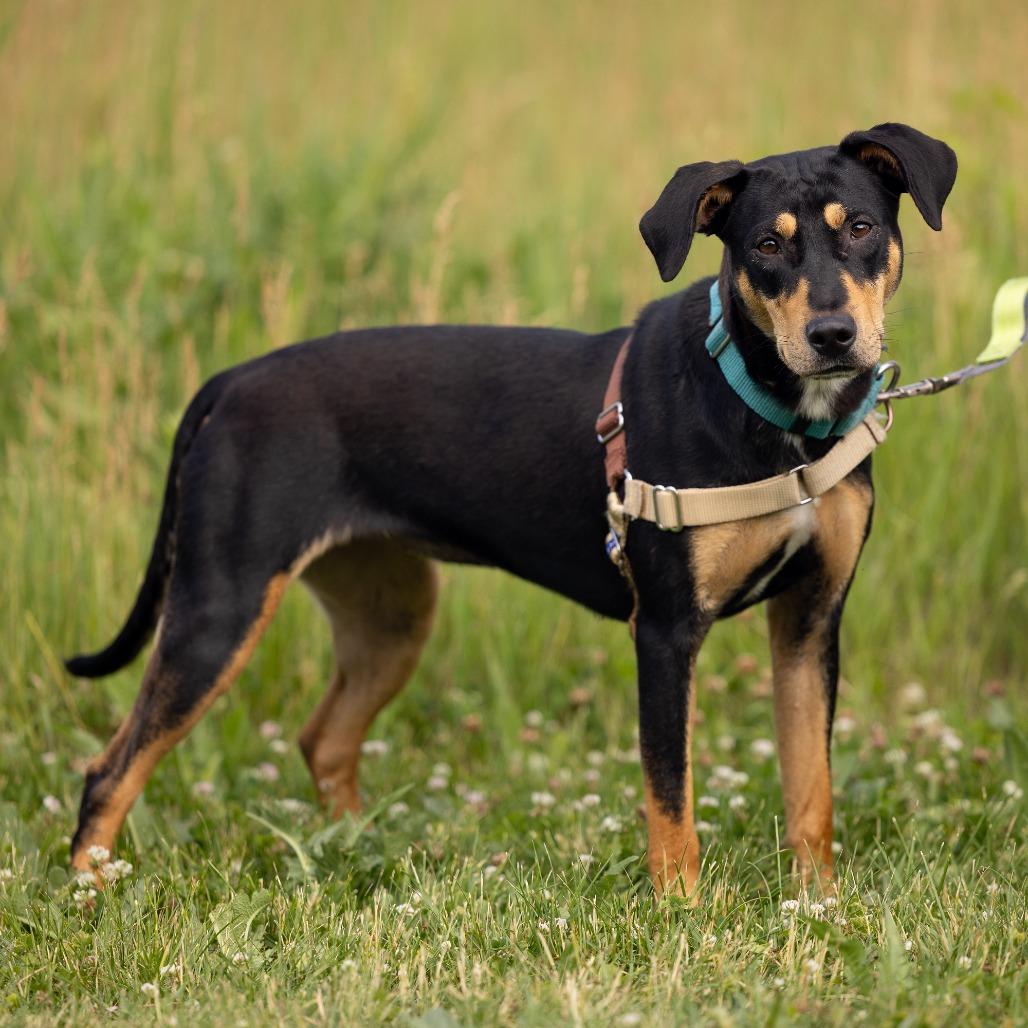 Enlarge Vixen, a Adoptable Mixed Breed in Waukesha, WI image 3/5