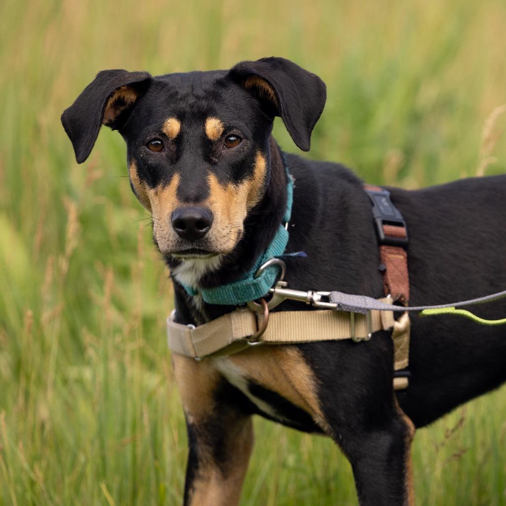 Enlarge Vixen, a Adoptable Mixed Breed in Waukesha, WI image 4/5