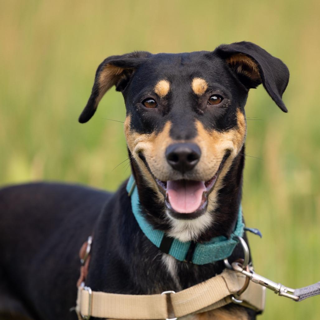 Enlarge Vixen, a Adoptable Mixed Breed in Waukesha, WI image 5/5