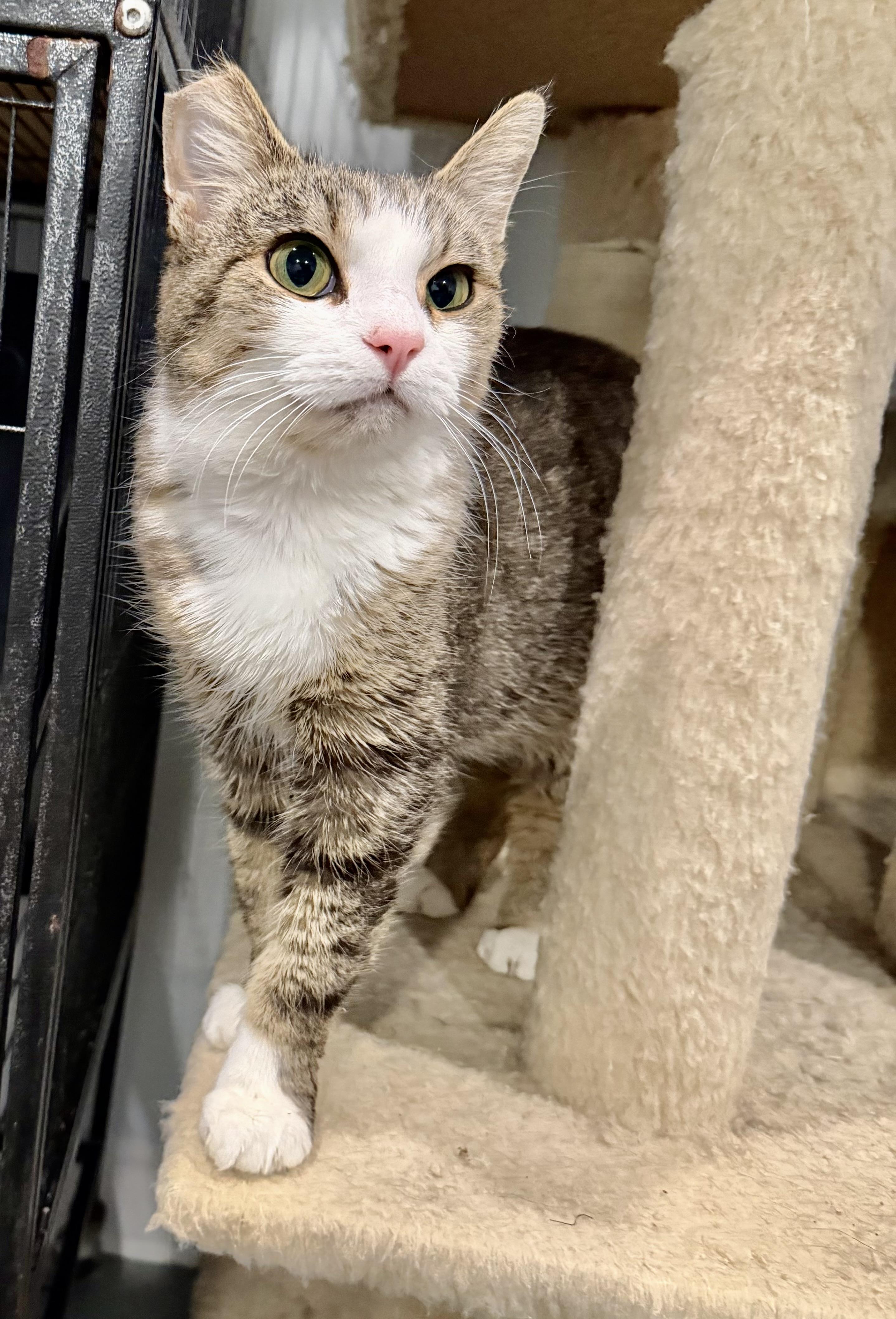 Enlarge Kiki, a ADOPTABLE Domestic Short Hair in St. Clair, MI image 1/2