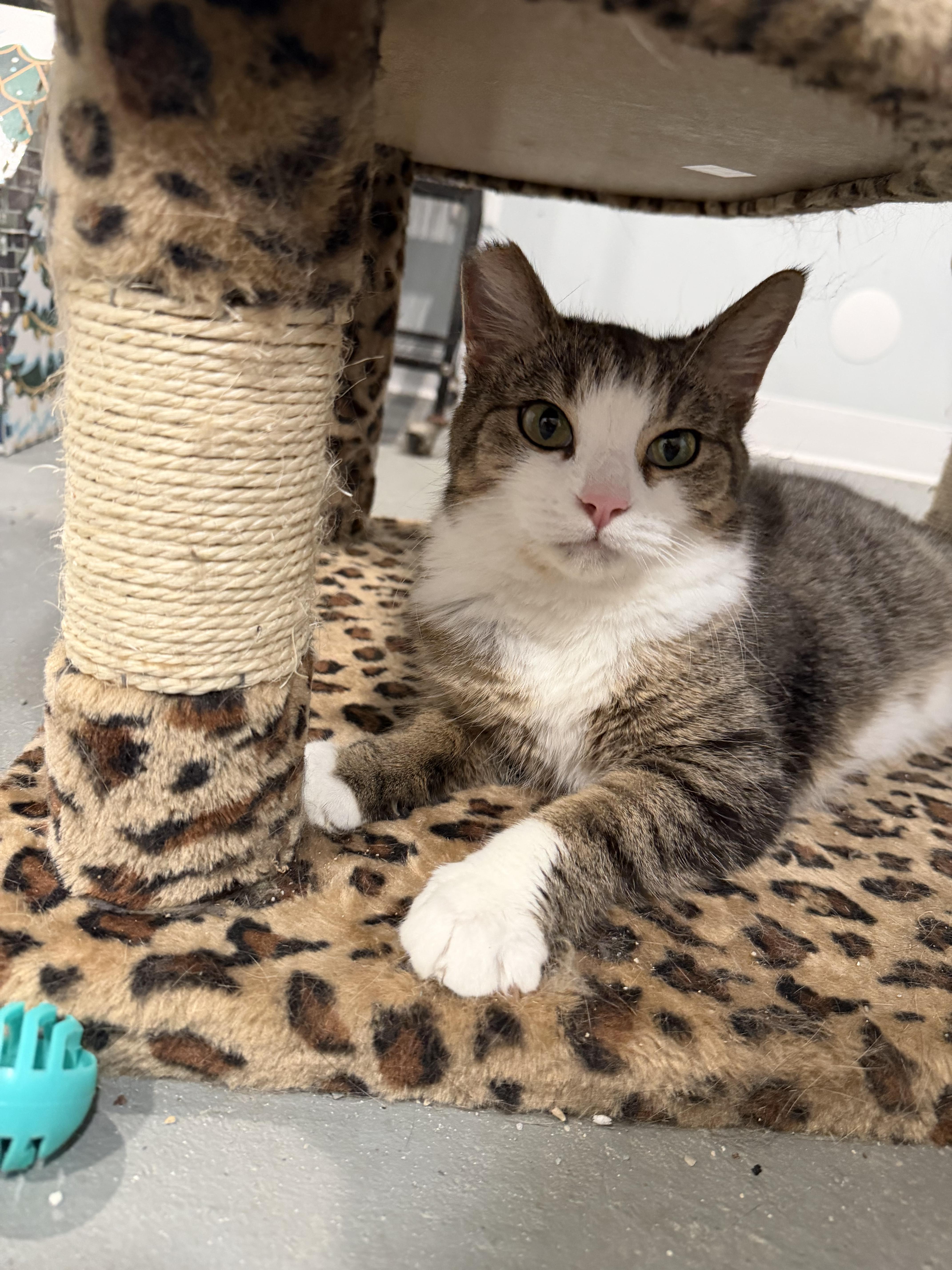 Enlarge Kiki, a ADOPTABLE Domestic Short Hair in St. Clair, MI image 2/2