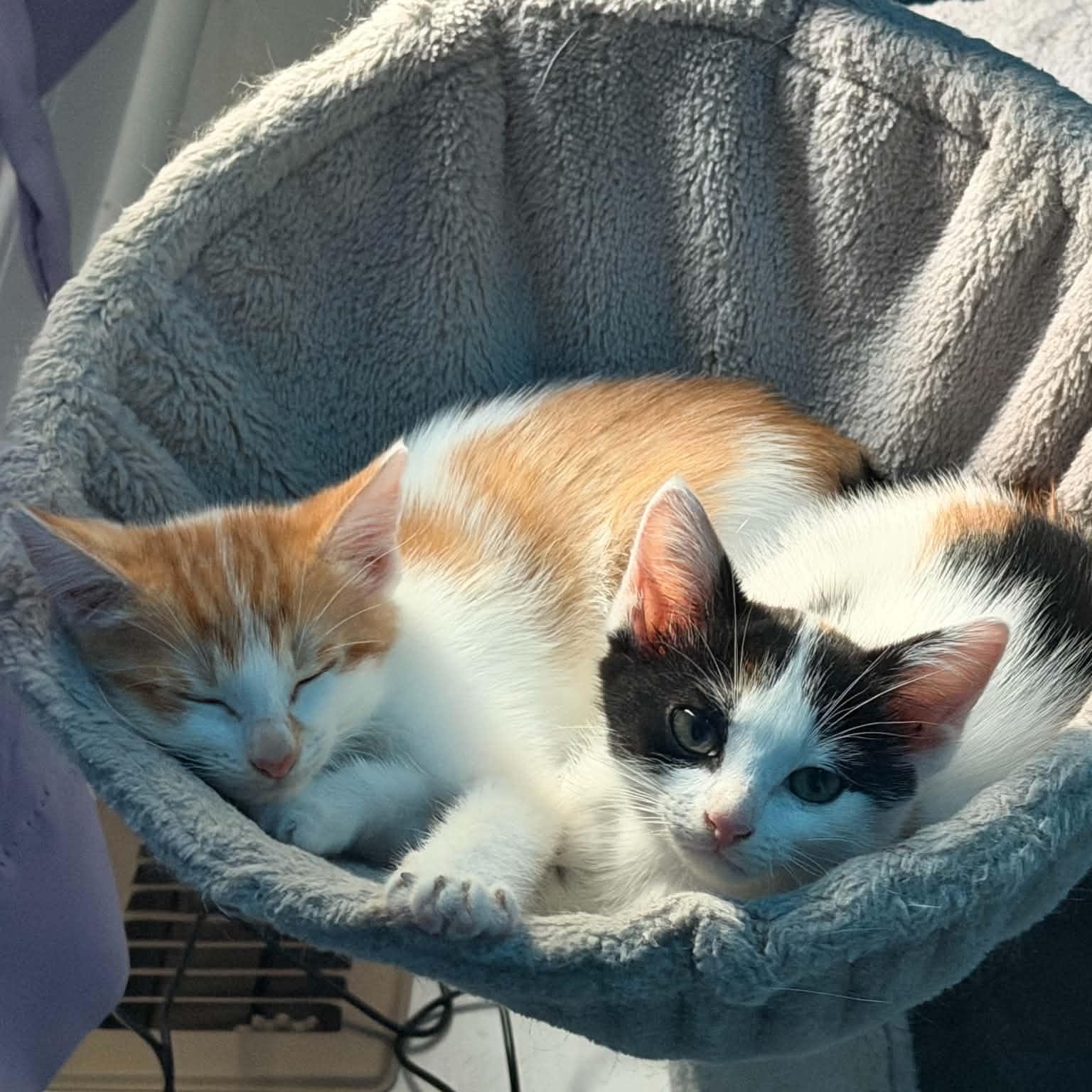 Enlarge Guava, a Adopted Domestic Short Hair in Fairborn, OH image 3/3