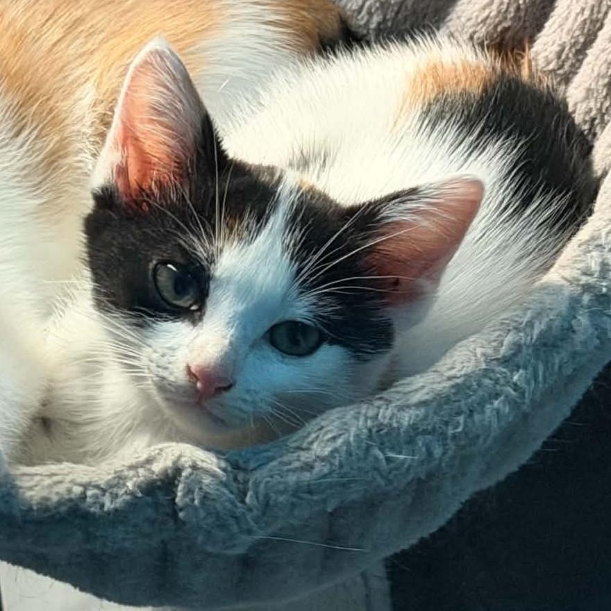 Enlarge Guava, a Adopted Domestic Short Hair in Fairborn, OH image 1/3