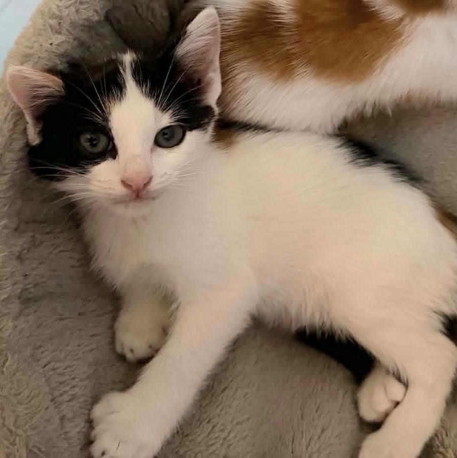 Enlarge Guava, a Adopted Domestic Short Hair in Fairborn, OH image 2/3