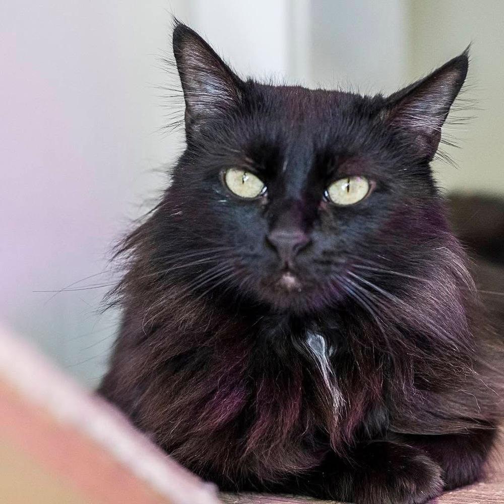 **Cat Cafe** Rollie, a Adoptable Domestic Long Hair in Topeka, KS image 1/3