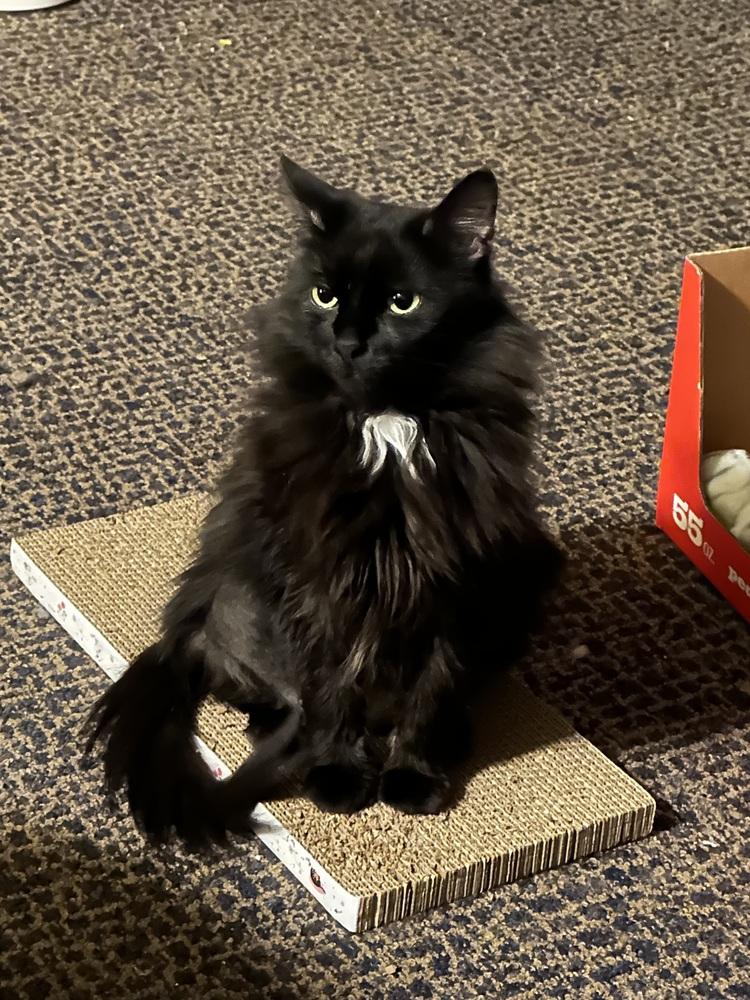 **Cat Cafe** Rollie, a Adoptable Domestic Long Hair in Topeka, KS image 3/3