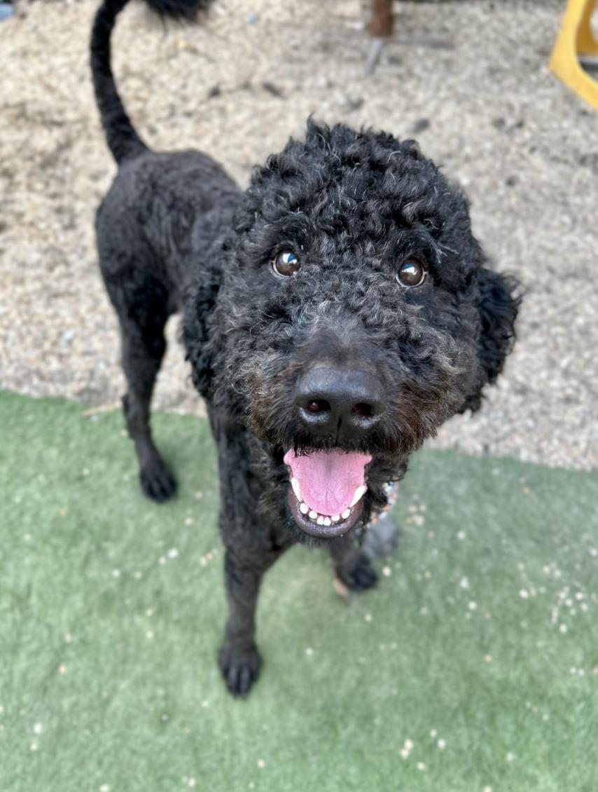 Dog for adoption Dr. Pepper Longbottom, a Goldendoodle & Standard