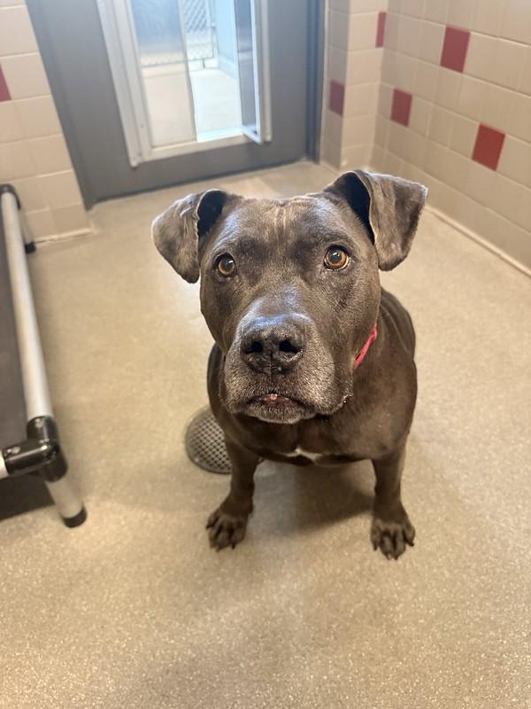 Bella, a ADOPTABLE Mixed Breed in Truckee, CA image 3/4
