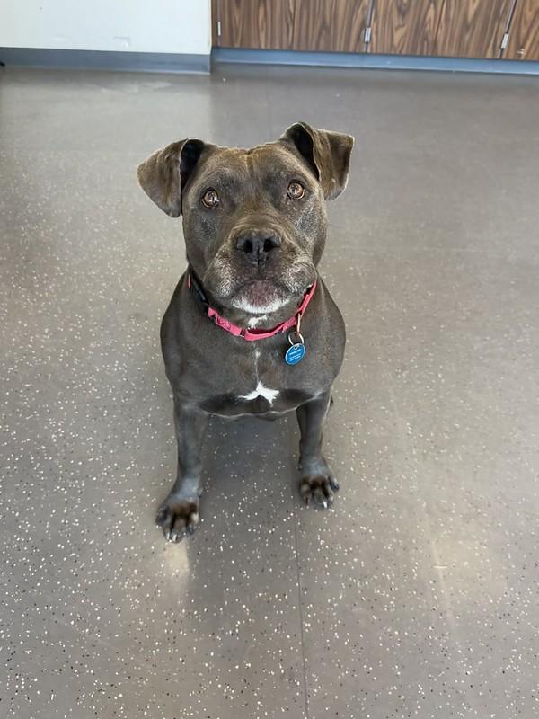 Bella, a ADOPTABLE Mixed Breed in Truckee, CA image 1/4