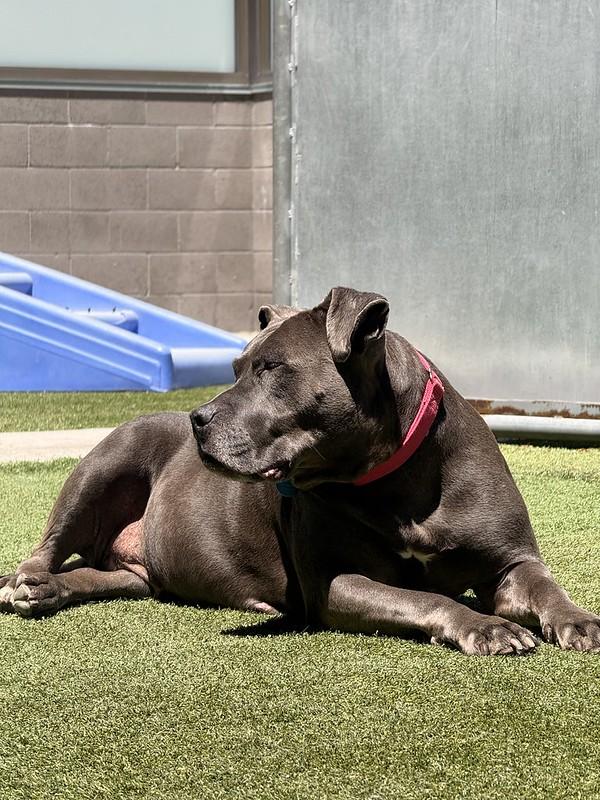 Bella, a ADOPTABLE Mixed Breed in Truckee, CA image 4/4
