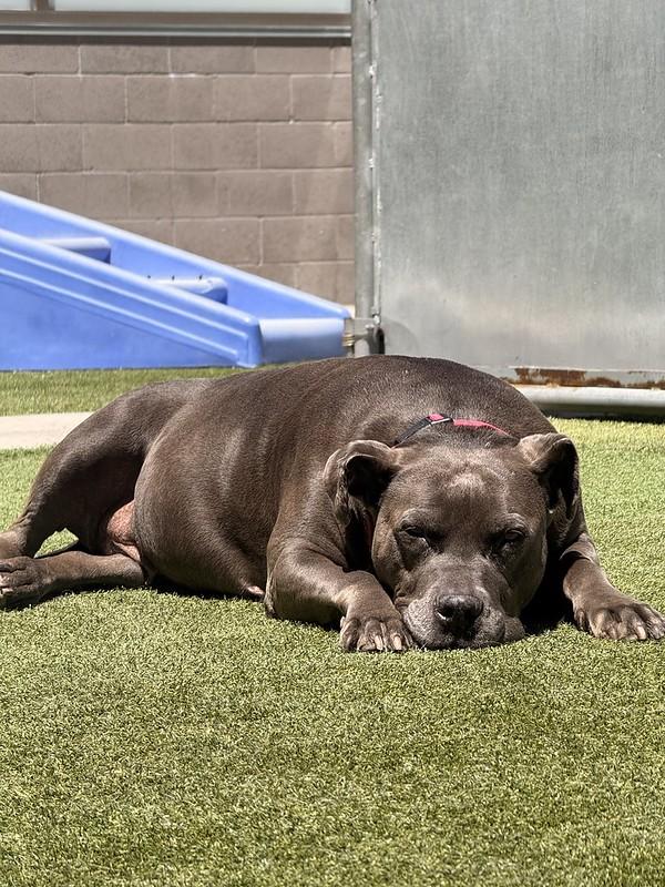Bella, a ADOPTABLE Mixed Breed in Truckee, CA image 2/4