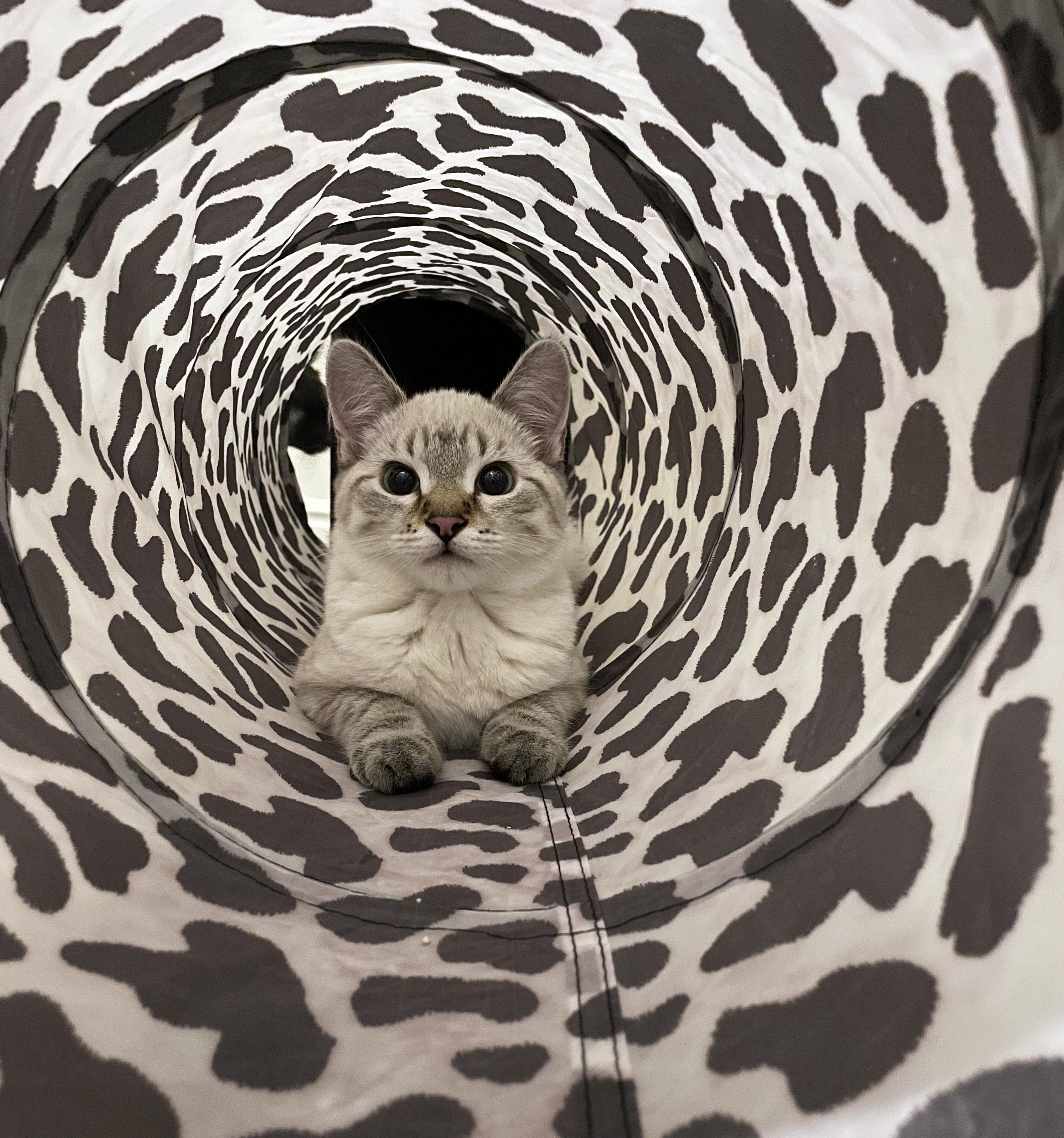 Rose, an adopted Domestic Short Hair in Centerville, UT image 3/5
