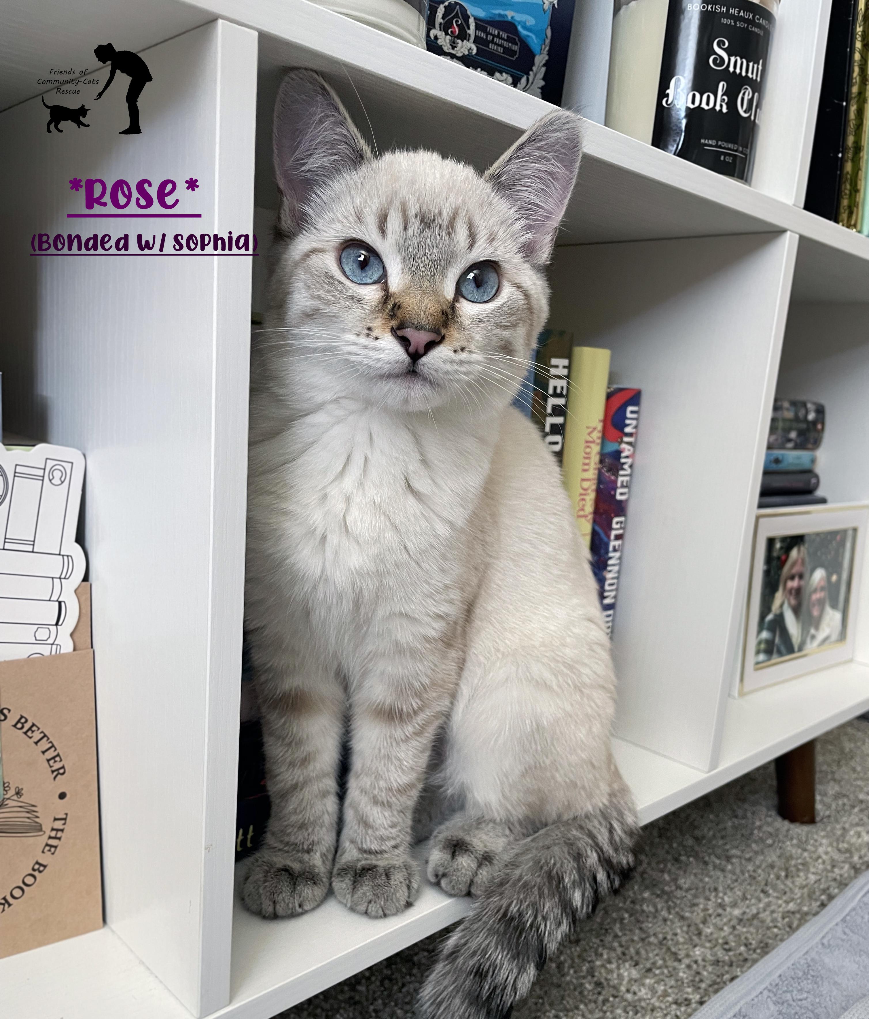 Rose, adopted, Young Female Domestic Short Hair.