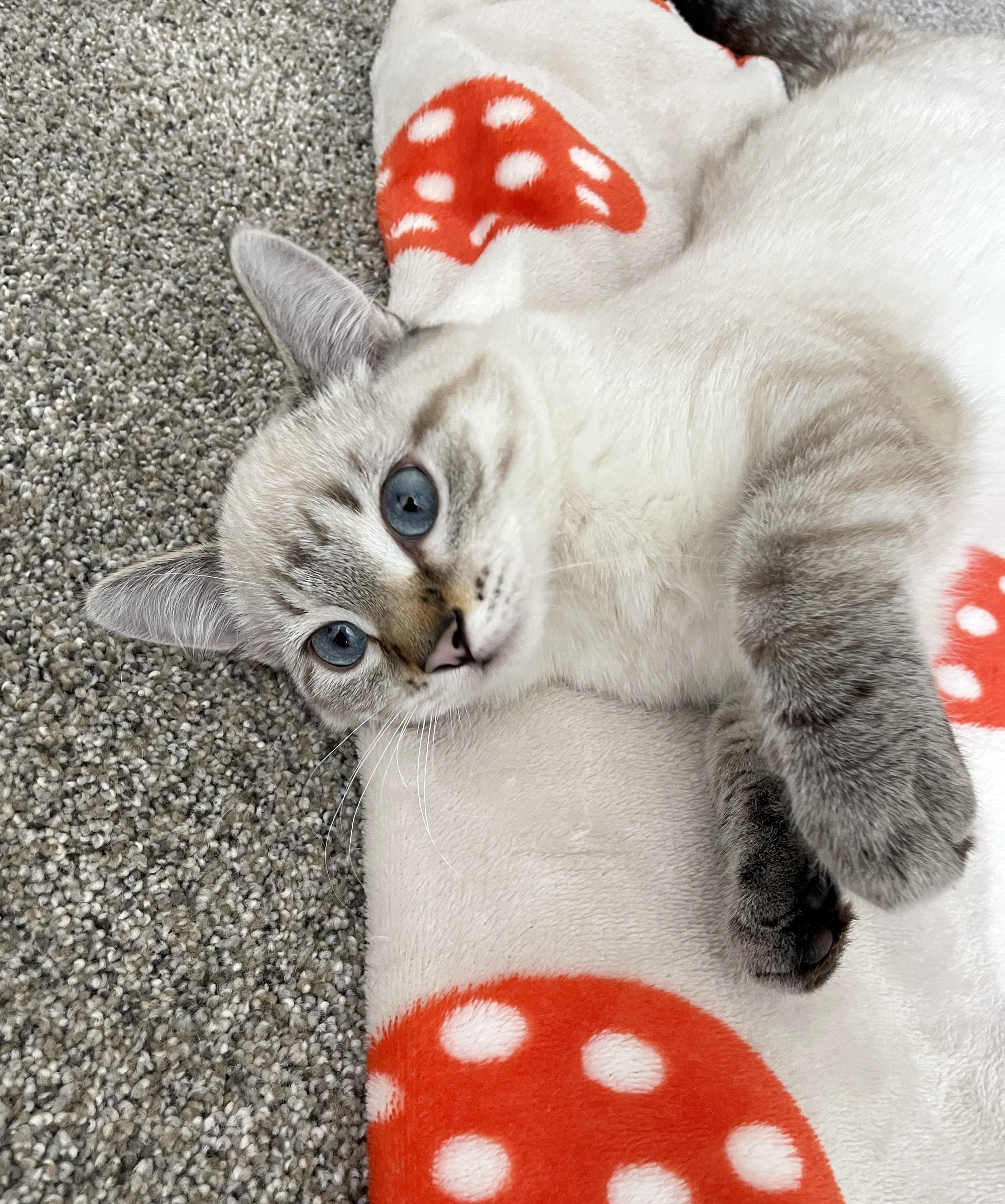 Rose, an adopted Domestic Short Hair in Centerville, UT image 2/5