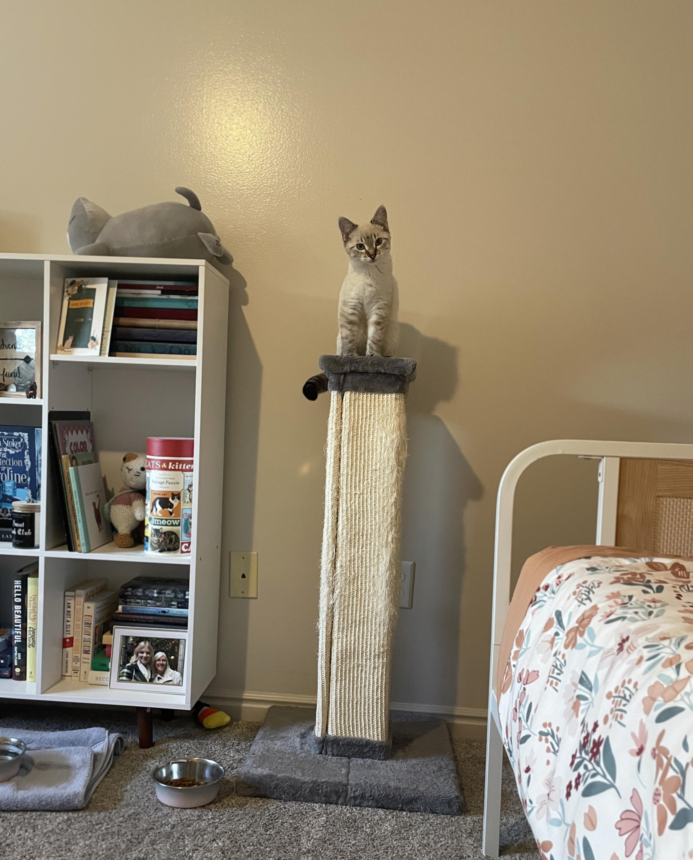 Rose, an adopted Domestic Short Hair in Centerville, UT image 4/5