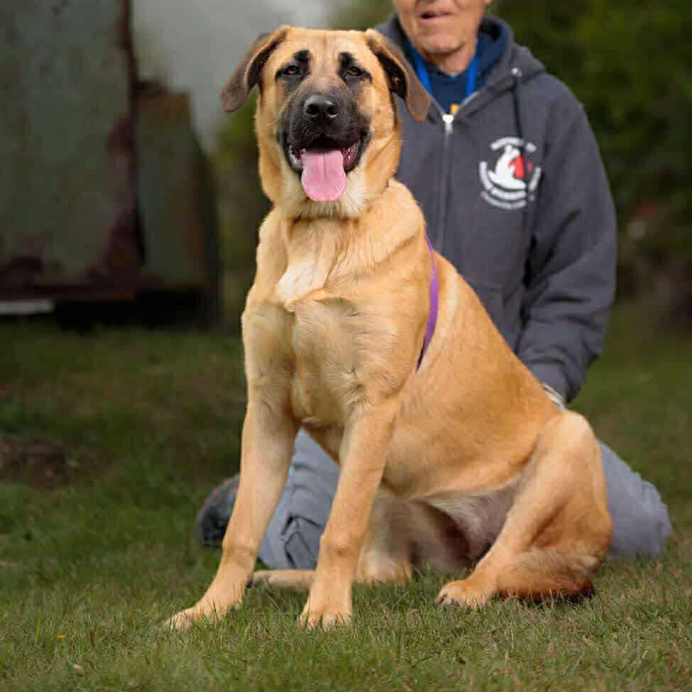 Venus, a Adoptable mixed breed in Battle Ground, WA image 1/4