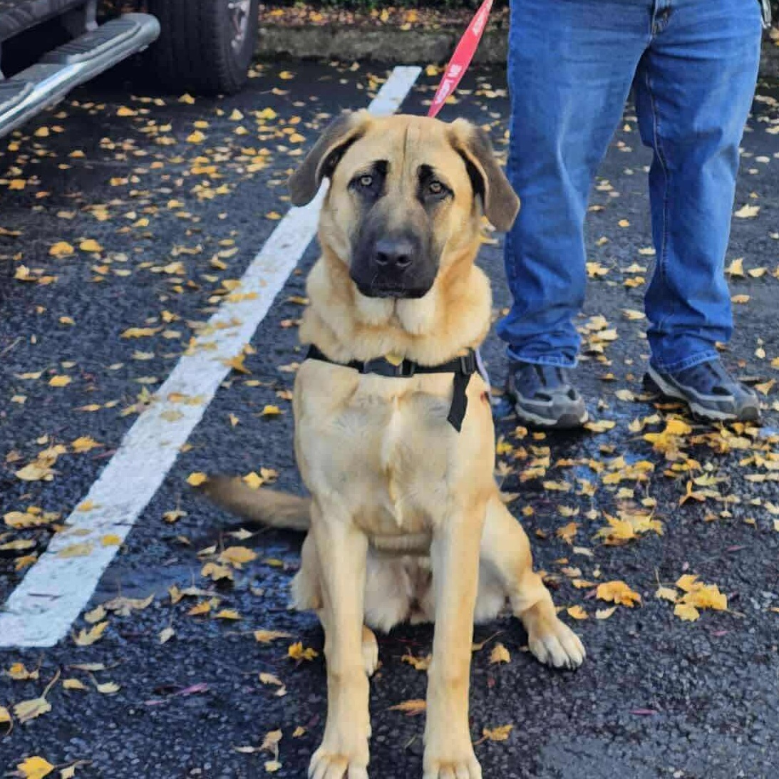Venus, a Adoptable mixed breed in Battle Ground, WA image 2/4