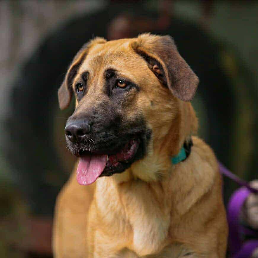 Venus, a Adoptable mixed breed in Battle Ground, WA image 3/4