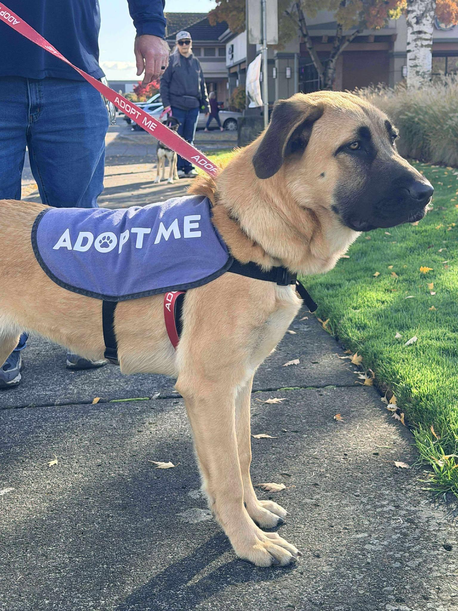 Venus, a Adoptable mixed breed in Battle Ground, WA image 4/4