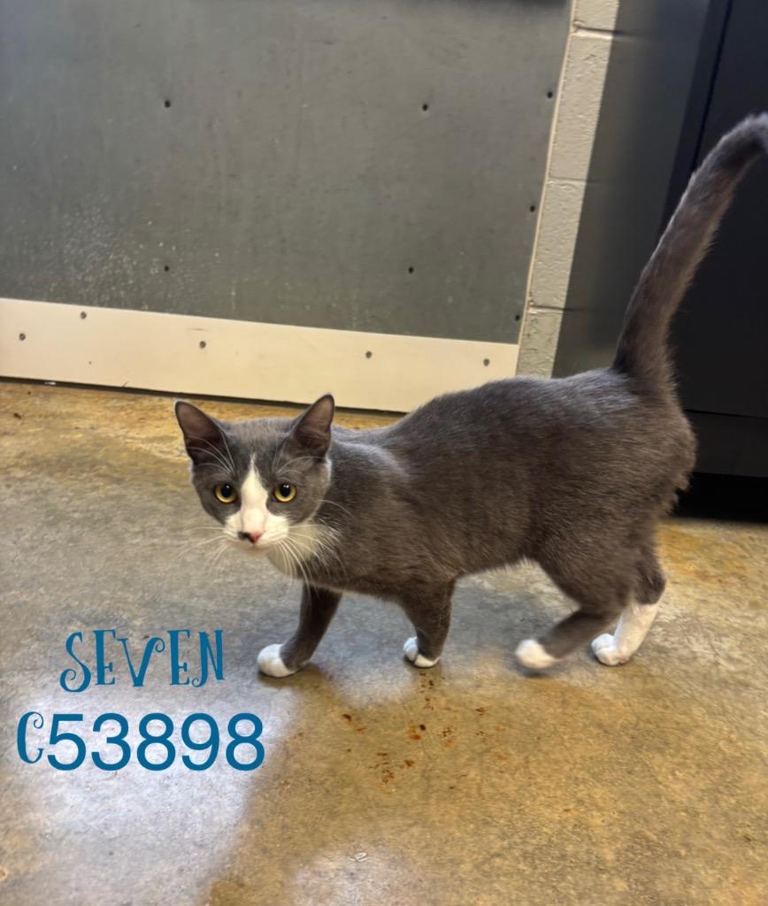 Seven, Adoptable, Young Male Domestic Short Hair.