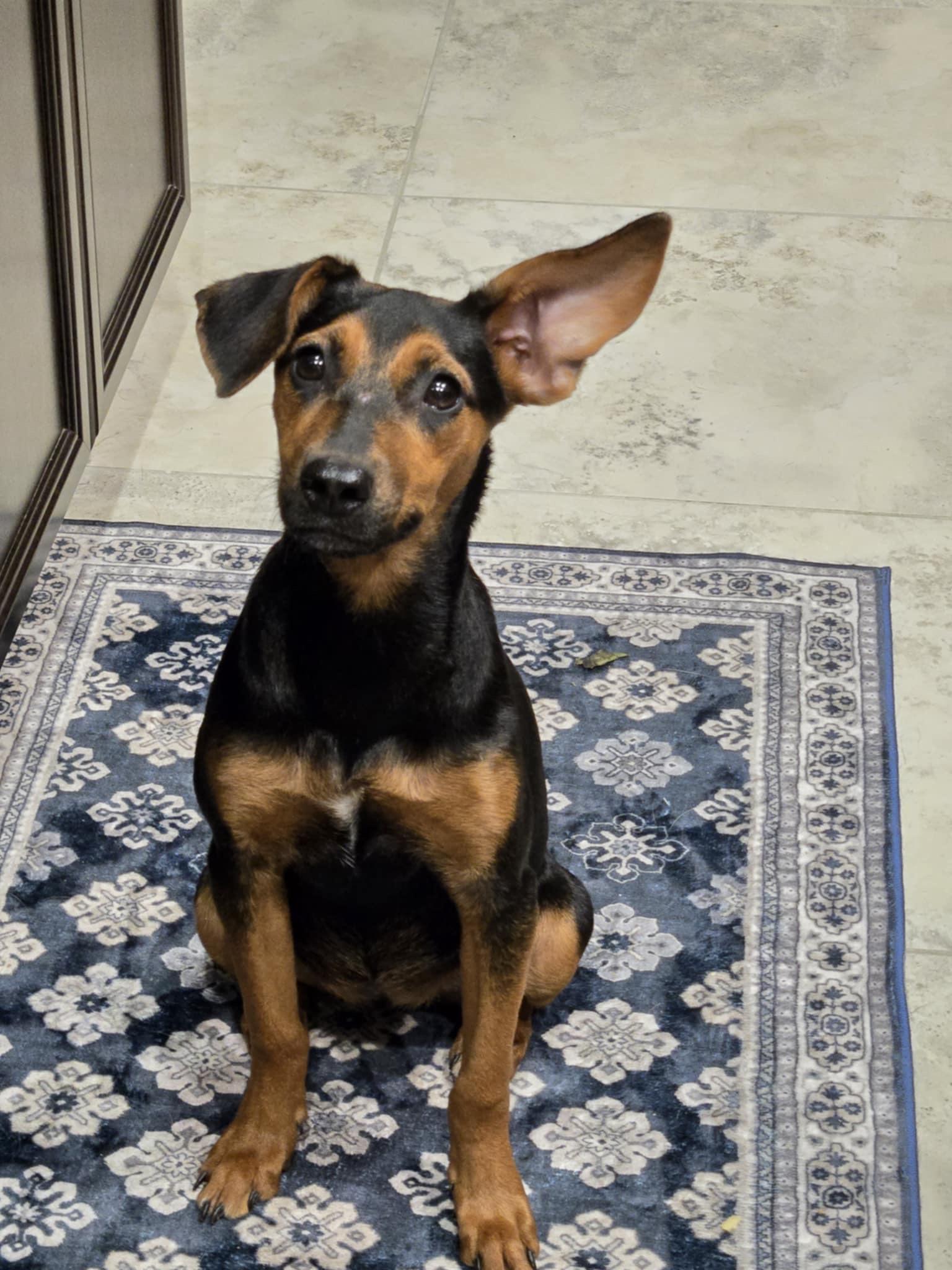 Adopt Thea
