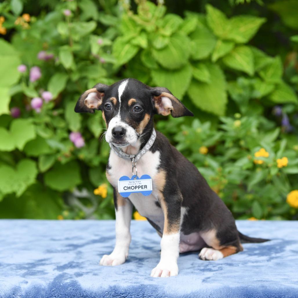 Chopper, Adoptable, Puppy Male Terrier.