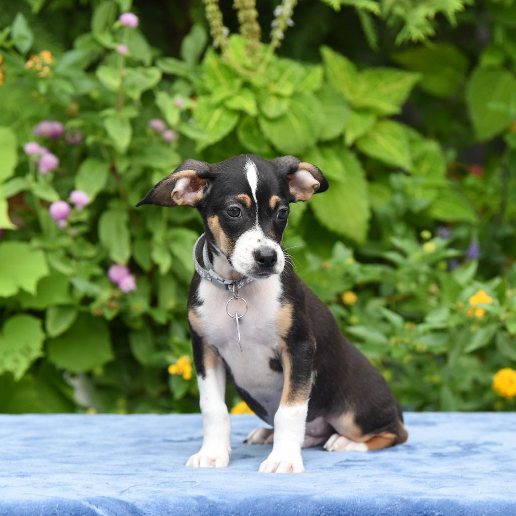 Enlarge Chopper, a Adoptable Terrier in Wake Forest, NC image 2/2