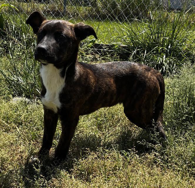 Lucy, Adoptable, Young Female Feist.