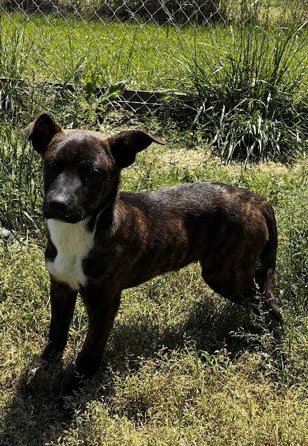 Lucy, a Adoptable Feist in Rutledge, TN image 2/2