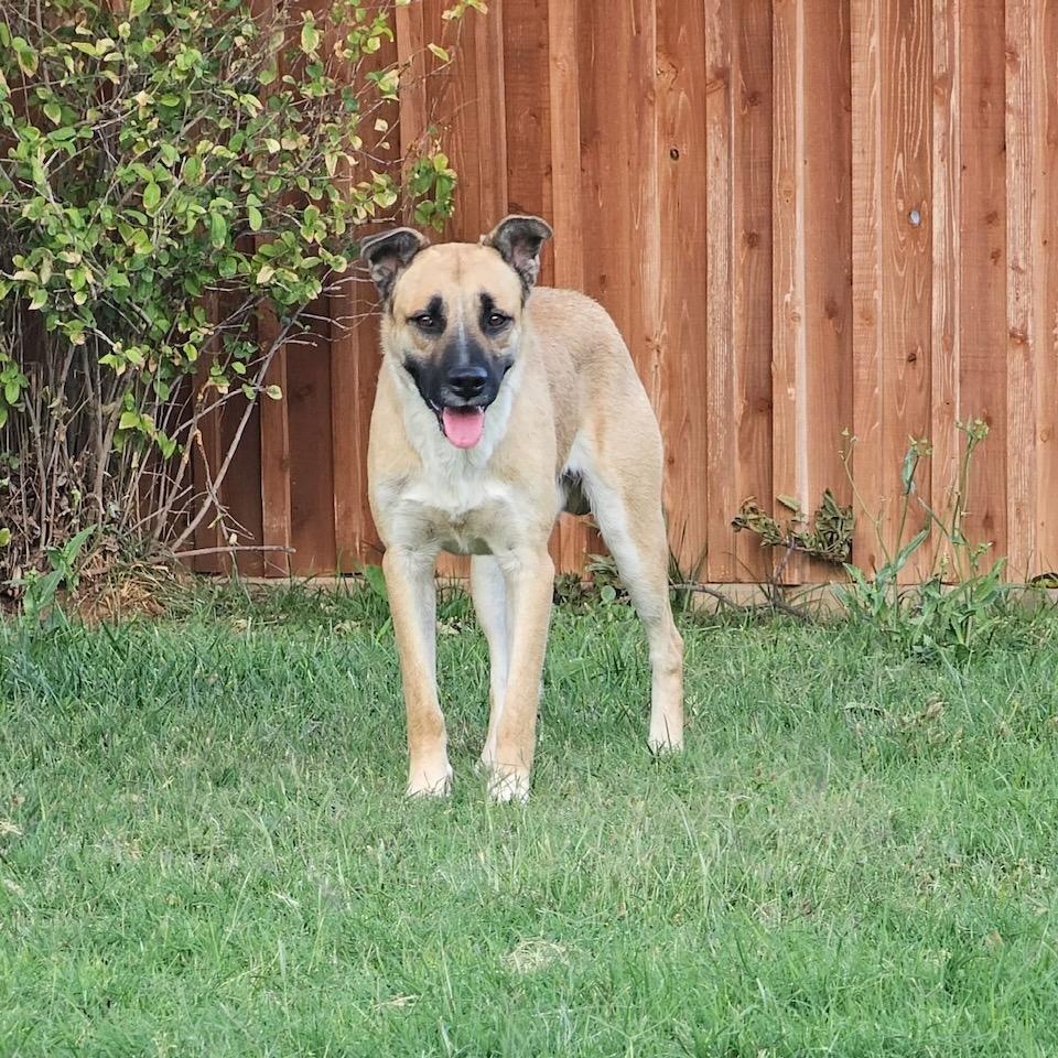 Andy, Adoptable, Adult Male Turkish Kangal & Anatolian Shepherd.