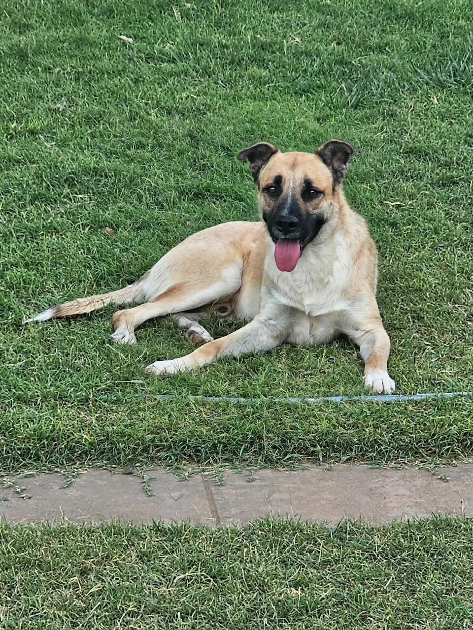 Andy, a Adoptable mixed breed in Levelland, TX image 2/2
