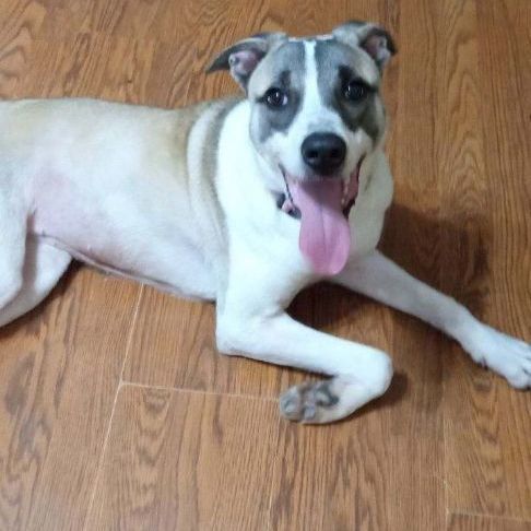 Enlarge Missy, a Adopted mixed breed in Sapulpa, OK image 1/1