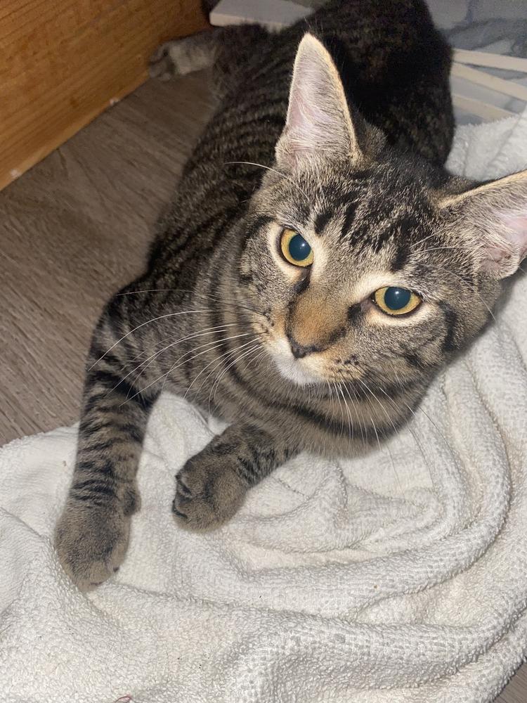 Sassy, Adoptable, Young Male Domestic Short Hair.