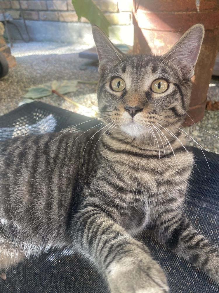 Sassy, a Adoptable Domestic Short Hair in Covington, LA image 2/3