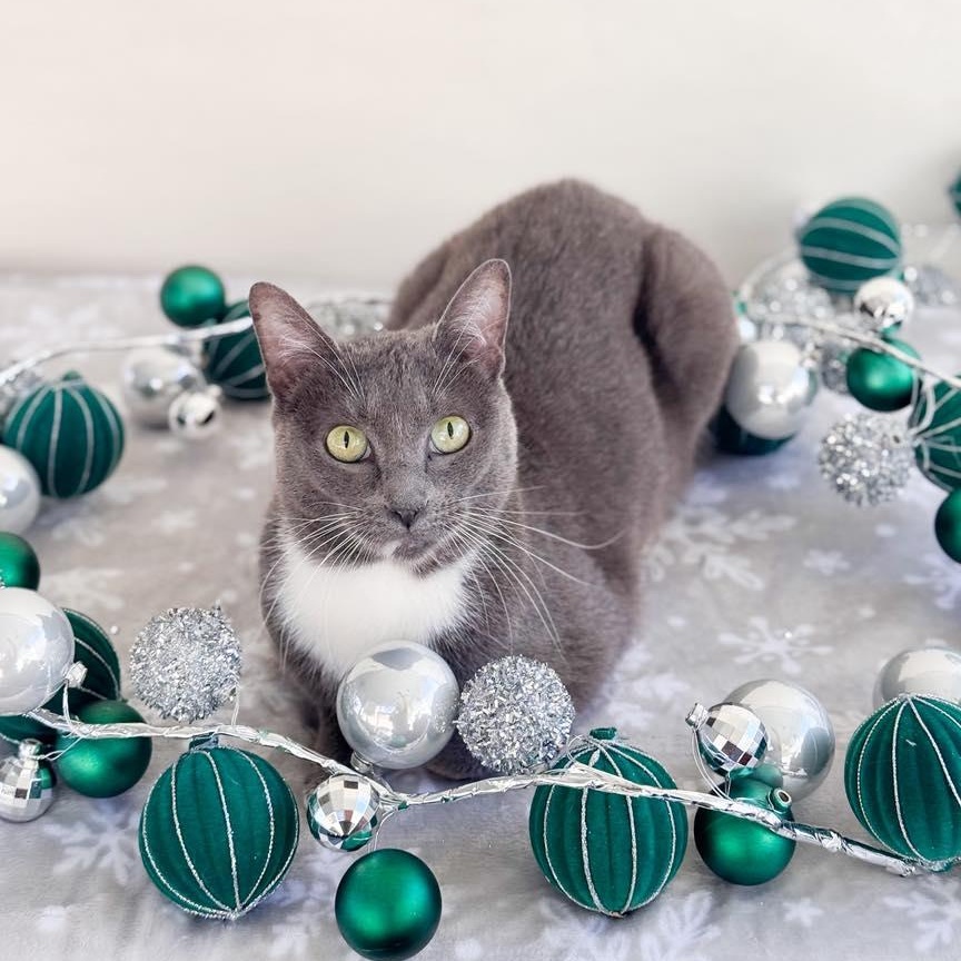 Enlarge Jolene, a Adoptable Domestic Short Hair in Flint, TX image 2/6